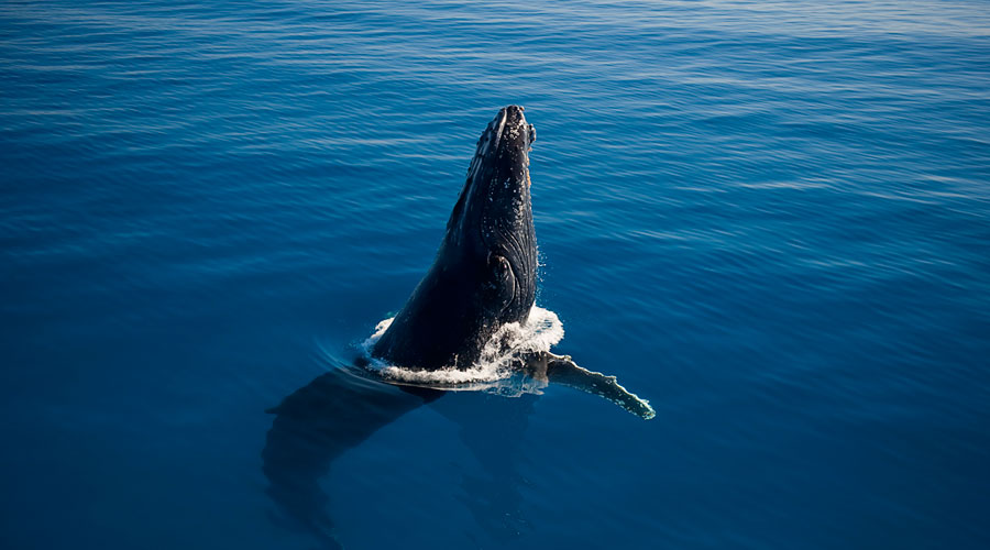 frazer-island-whales-900×500