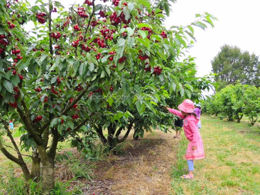 cherry-picking-at-Allambie-Orchard-in-Young