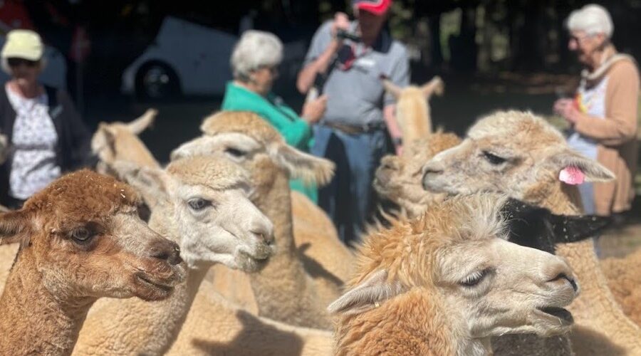 Winter Wollies – Crookwell Alpaca Farm
