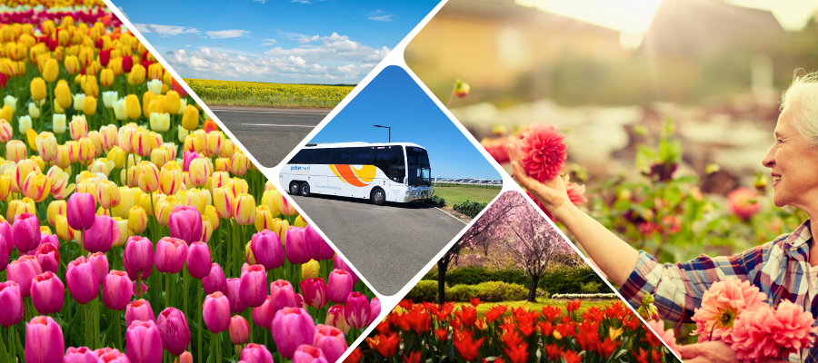 Tulip Time