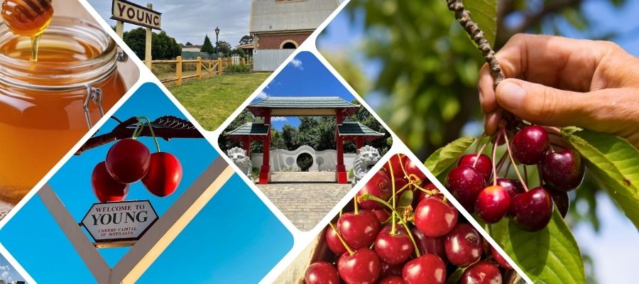 Cherries in Young