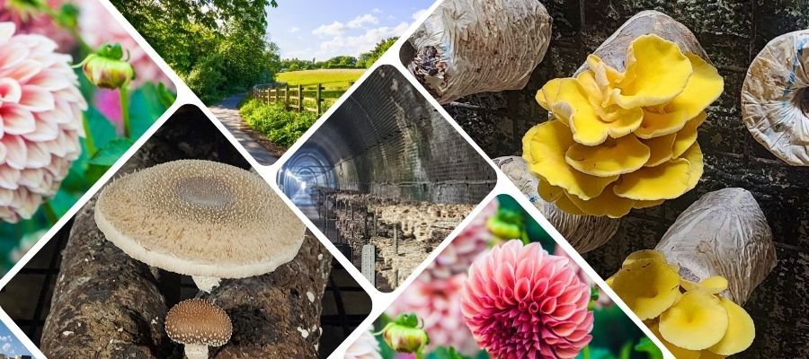 Fungi and Flowers